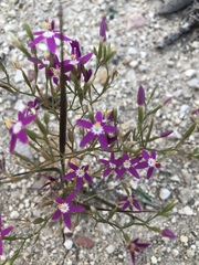 Zeltnera beyrichii