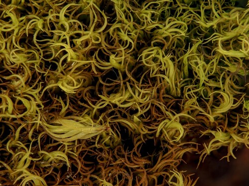 Dicranum brevifolium observed 2024-07-11