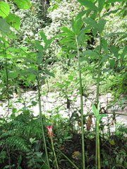 Costus zamoranus