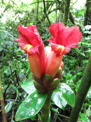 Costus zamoranus