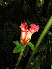 Costus zamoranus