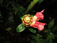 Costus zamoranus