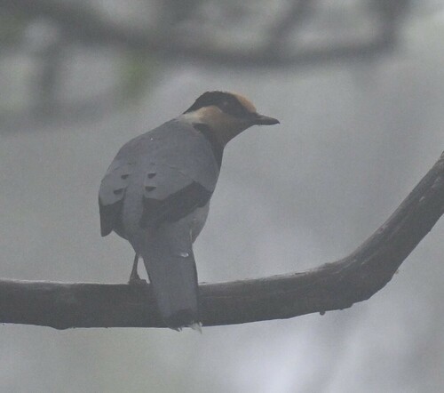 Fruithunter (Chlamydochaera jefferyi), photo 4