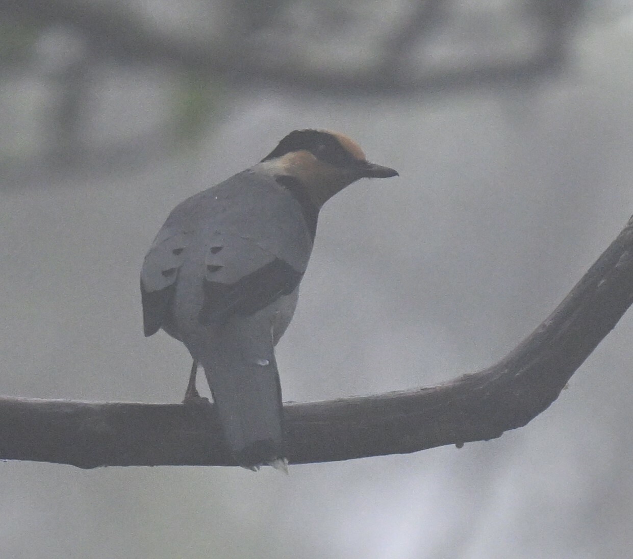 Fruithunter (Chlamydochaera jefferyi), photo 8