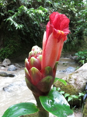 Costus zamoranus