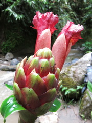 Costus zamoranus