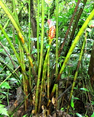 Costus zamoranus