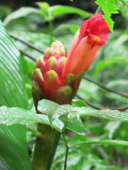 Costus zamoranus