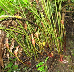 Costus zamoranus