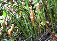 Costus zamoranus