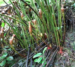Costus zamoranus