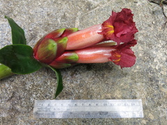 Costus zamoranus