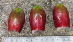 Costus zamoranus