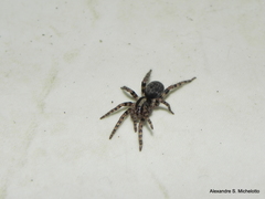 Neodiplothele fluminensis