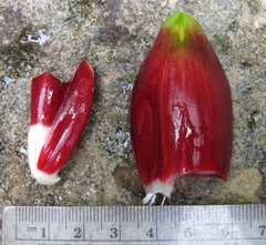 Costus zamoranus