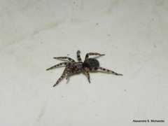 Neodiplothele fluminensis