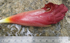 Costus zamoranus