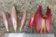 Costus zamoranus