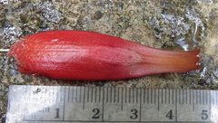 Costus zamoranus