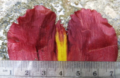 Costus zamoranus