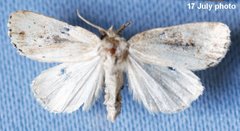 Photedes panatela