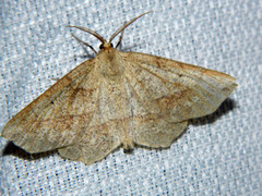 Euchlaena marginaria