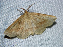 Euchlaena marginaria