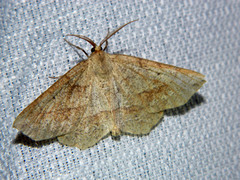 Euchlaena marginaria