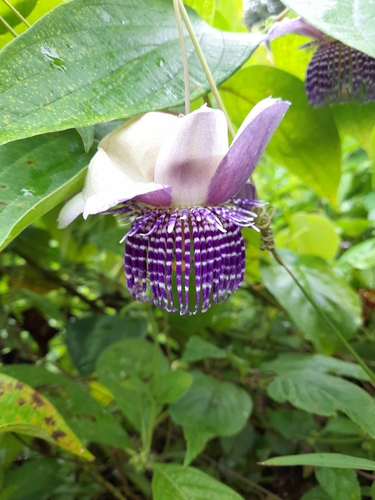 Image of Passiflora seemannii by (c) alex2281, some rights reserved (CC BY-SA)