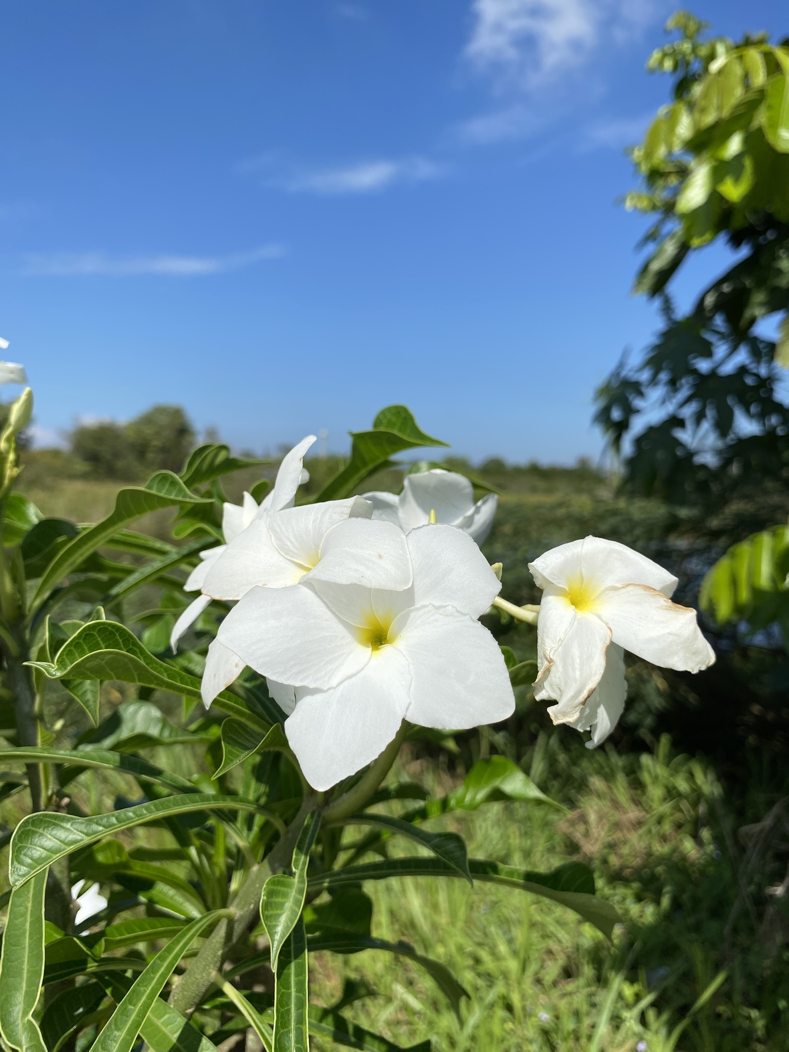 Plumeria pudica