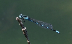 Enallagma carunculatum