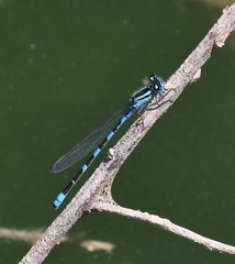 Enallagma carunculatum