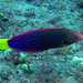 Rainbow Wrasses - Photo (c) Nemo's great uncle, some rights reserved (CC BY-NC-SA)