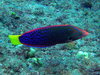 Rainbow Wrasses - Photo (c) Nemo's great uncle, some rights reserved (CC BY-NC-SA)