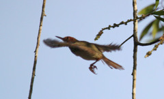 Orthotomus sepium