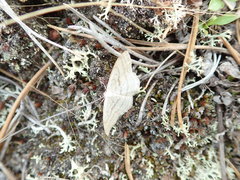 Scopula ancellata