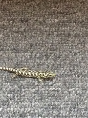 Abronia taeniata