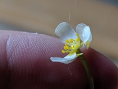 Ranunculus longirostris