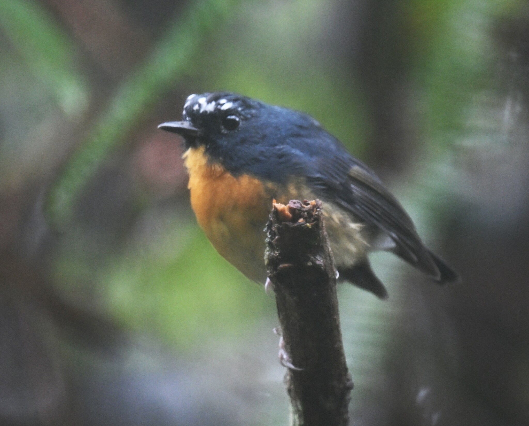 Snowy-browed Flycatcher