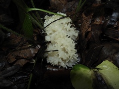 Sebacina sparassoidea