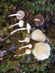 Pholiota pallidocaulis