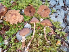 Descolea phlebophora