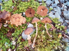 Descolea phlebophora