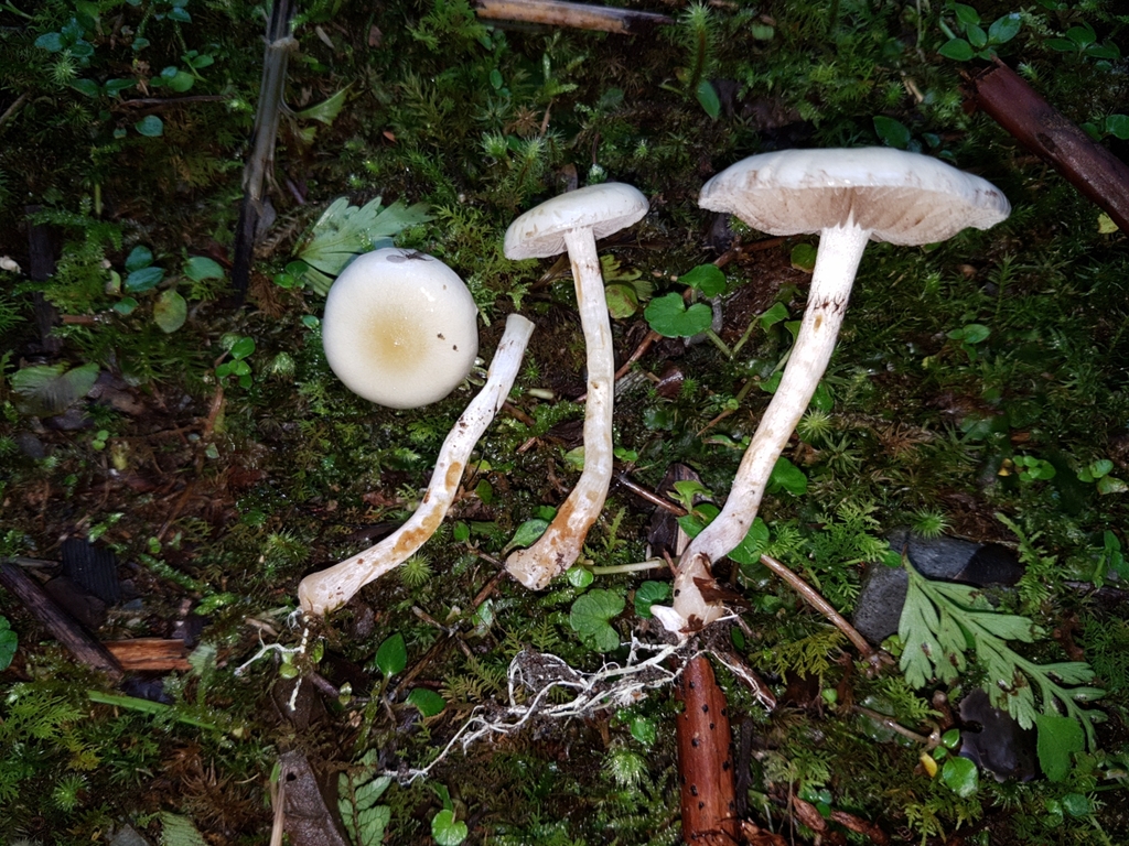 Pholiota pallidocaulis