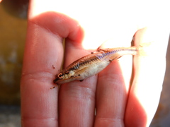 Notropis heterolepis