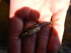 Notropis heterolepis