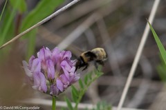 Anthophora bomboides