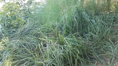 Carex barbarae