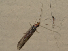 Eremochrysa punctinervis