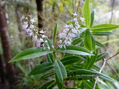 Veronica macrocarpa